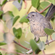 Wrentit